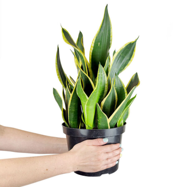 Snake Plant Sansevieria Black Gold Superba - Image 4