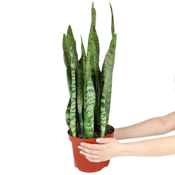 Snake Plant Sansevieria Zeylanica - Image 4