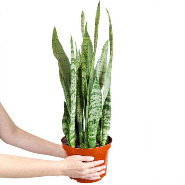 Snake Plant Sansevieria Zeylanica - Image 5