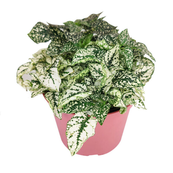 Hypoestes Phyllostachya White Splash - Image 5