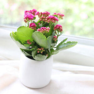 Kalanchoe blossfeldiana 'Calandiva Purple'