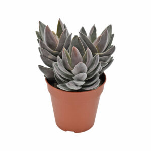 Crassula alba Garnet Lotus