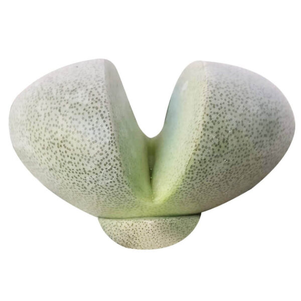 Split Rock Pleiospilos Nelii Cactus - Image 3