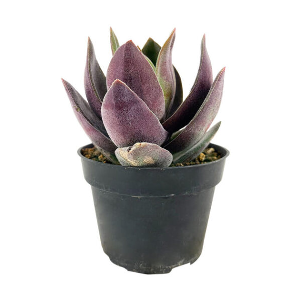 Crassula alba Garnet Lotus - Image 4