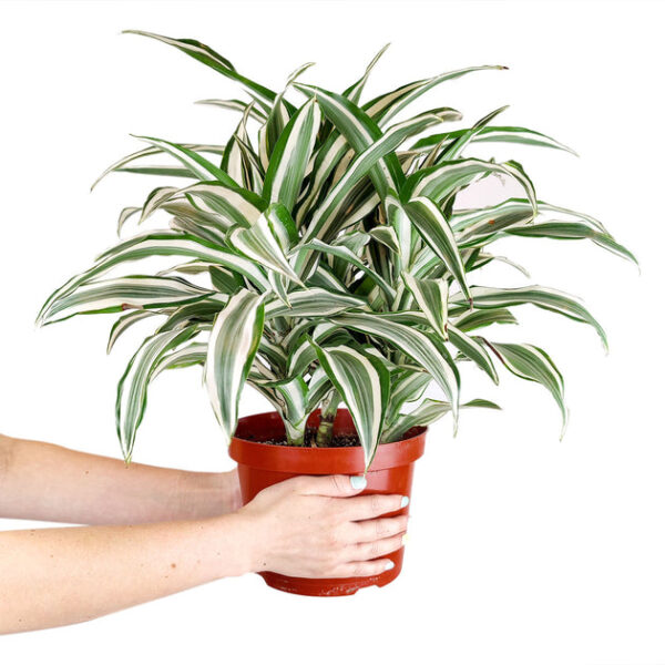 Dracaena Warneckii - Image 3