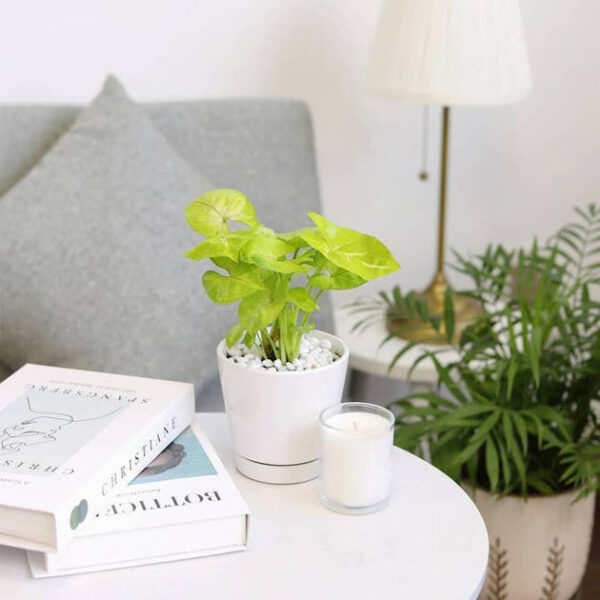 4 inch White Minimalist Pot with Saucer - Image 3