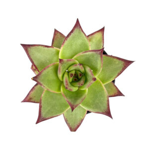 Echeveria agavoides 'Ebony'