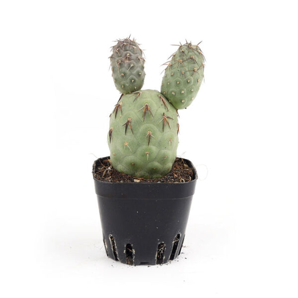 Rare Tephrocactus Geometricus - Image 4