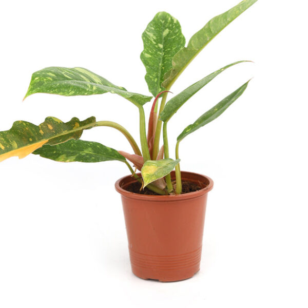 Philodendron Ring of Fire - Image 2