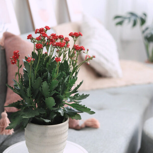 Kalanchoe blossfeldiana 'Calandiva Red' - Image 5