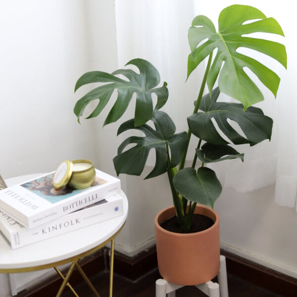 Monstera Deliciosa - Image 7