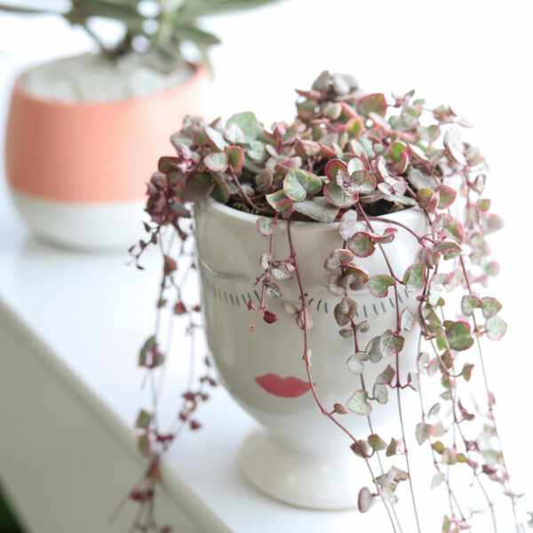 Variegated String of Hearts - Image 2
