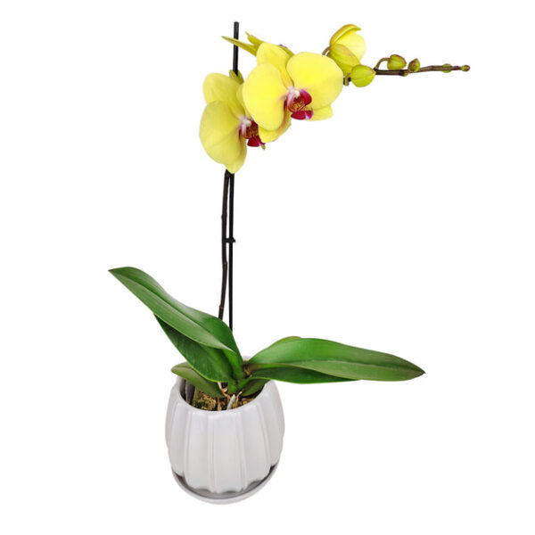 Yellow Phalaenopsis Orchid - Image 8