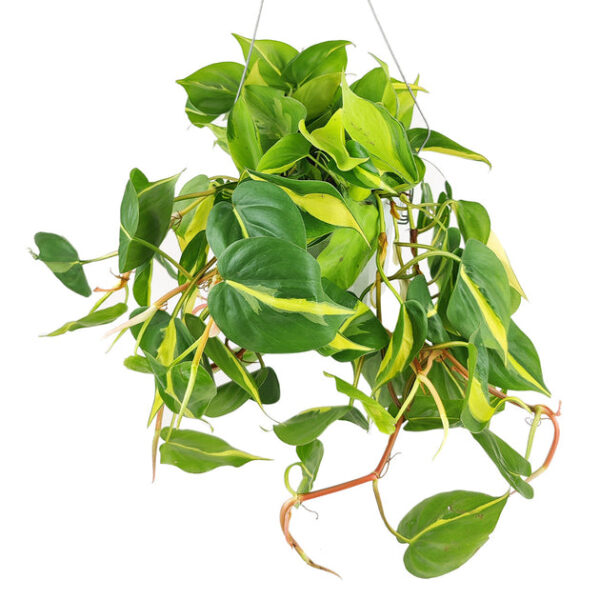 Philodendron Cordatum Brasil - Image 4