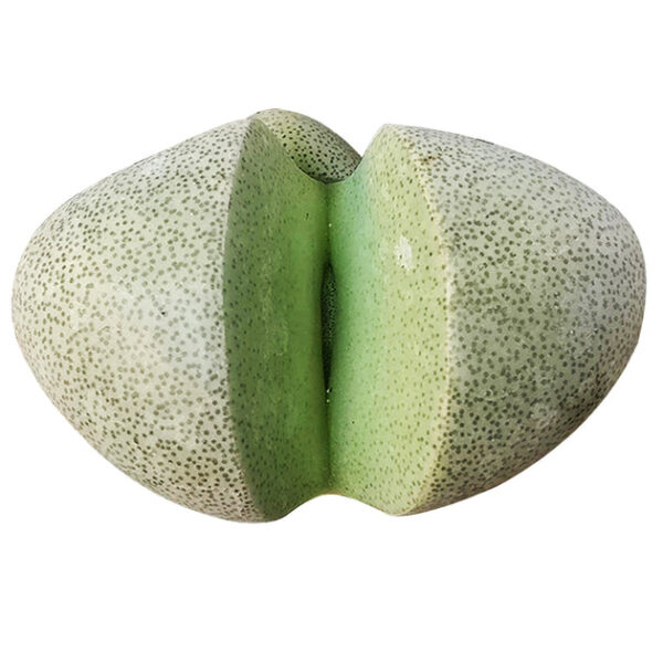 Split Rock Pleiospilos Nelii Cactus - Image 2