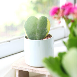 Variegated Hoya Kerrii Heart