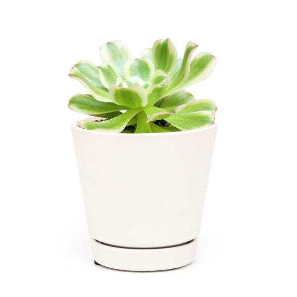 Aeonium Luteovariegatum - Image 7