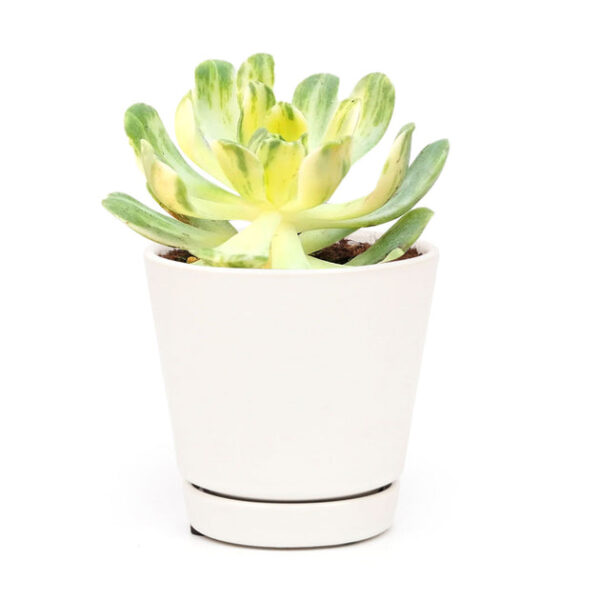 Aeonium Suncup Variegata - Image 7