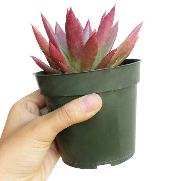 Echeveria Agavoides Lipstick Succulent - Image 2