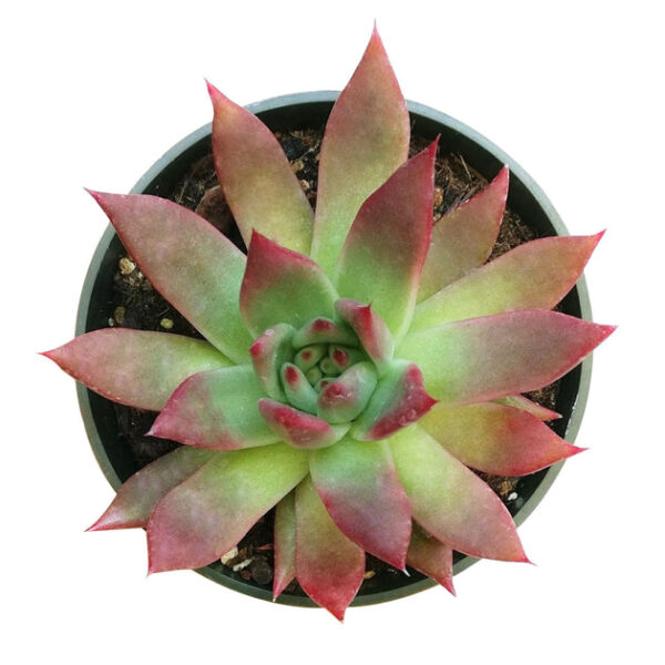 Echeveria Agavoides Lipstick Succulent - Image 7