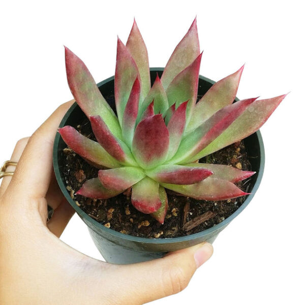 Echeveria Agavoides Lipstick Succulent - Image 4