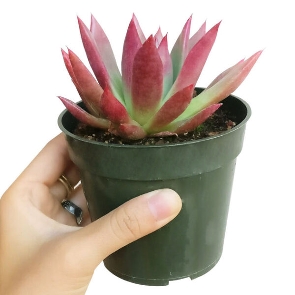 Echeveria Agavoides Lipstick Succulent - Image 5