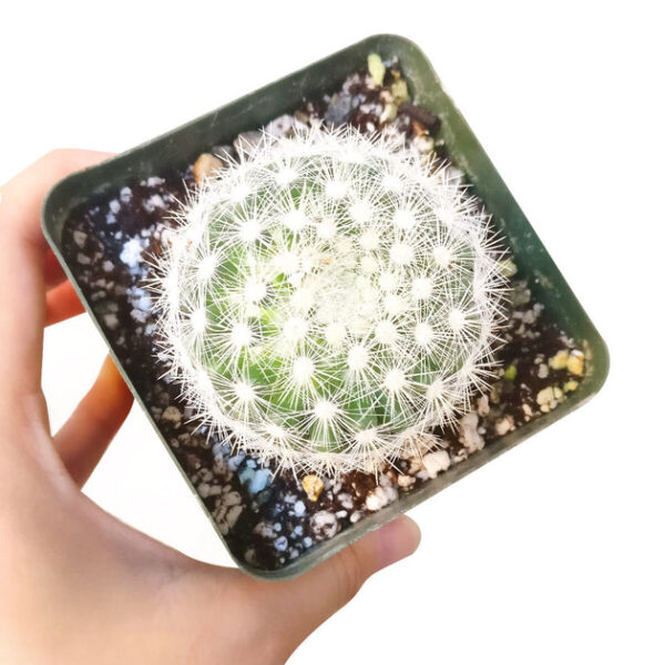 Mammillaria Albiflora Cactus - Image 2