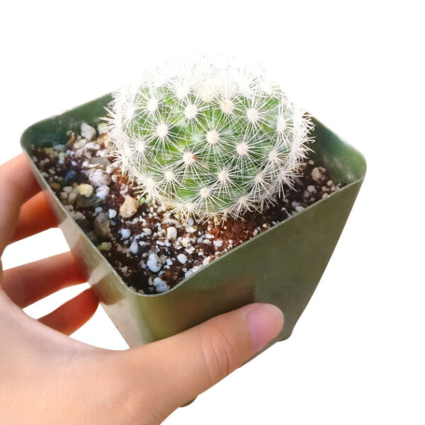 Mammillaria Albiflora Cactus - Image 3