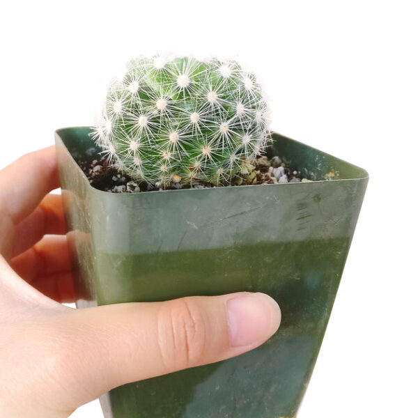 Mammillaria Albiflora Cactus - Image 4