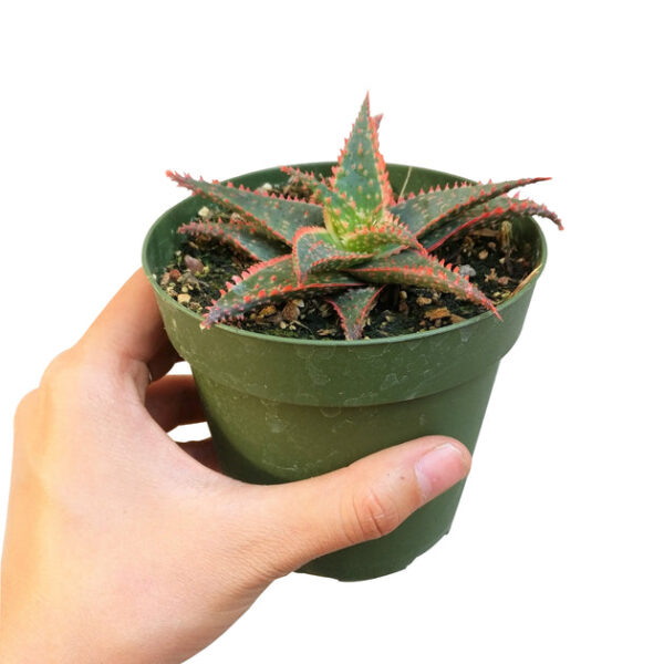 Aloe Christmas Carol - Image 2