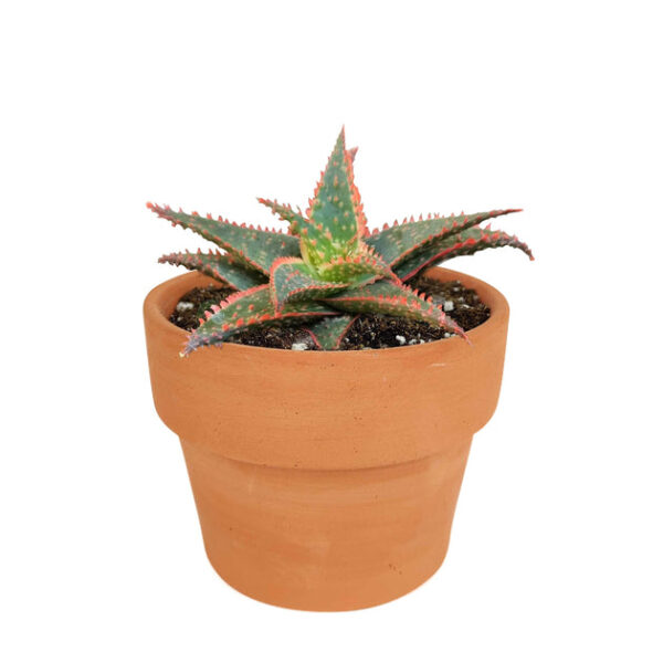 Aloe Christmas Carol - Image 6