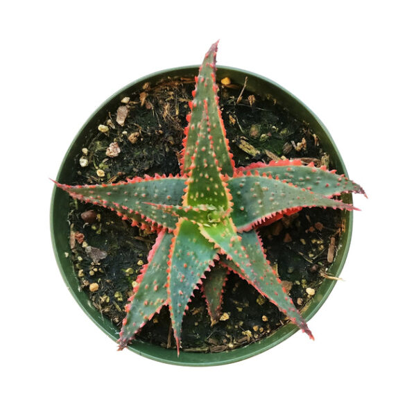 Aloe Christmas Carol - Image 5