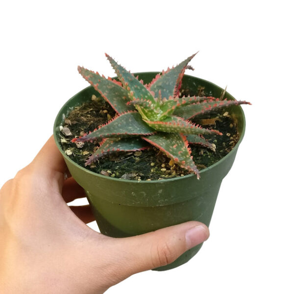 Aloe Christmas Carol - Image 3