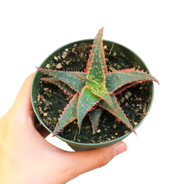 Aloe Christmas Carol - Image 4