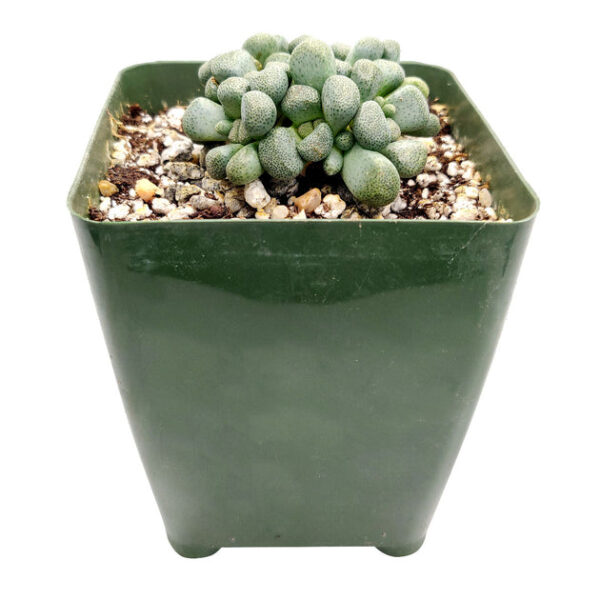 Aloinopsis Schooneesii Cactus - Image 3
