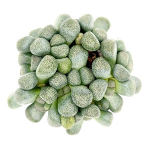 Aloinopsis Schooneesii Cactus