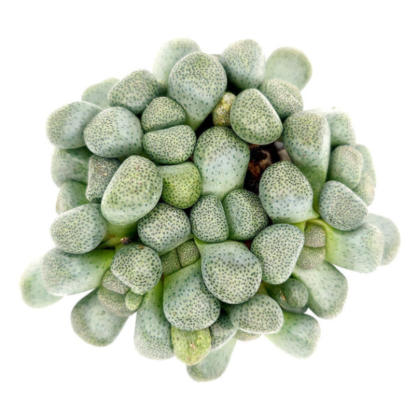 Aloinopsis Schooneesii Cactus