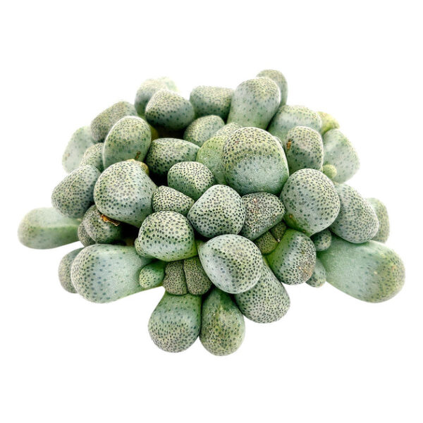 Aloinopsis Schooneesii Cactus - Image 4