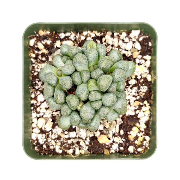 Aloinopsis Schooneesii Cactus - Image 5