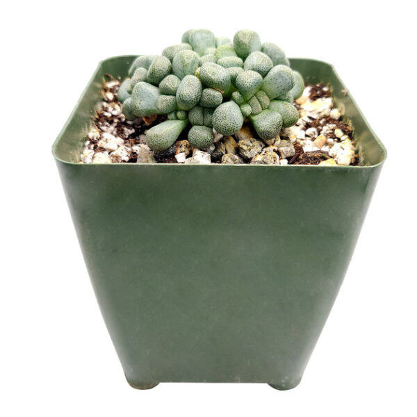Aloinopsis Schooneesii Cactus - Image 6
