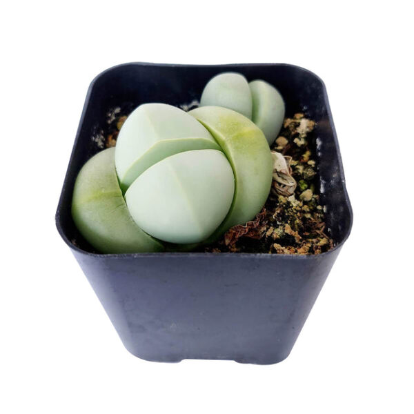 Argyroderma Pearsonii Cactus - Image 5