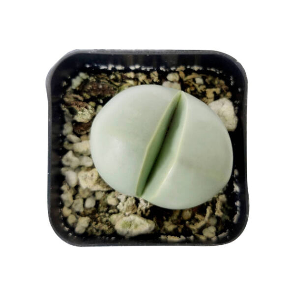 Argyroderma Pearsonii Cactus - Image 4