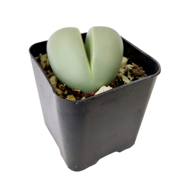 Argyroderma Pearsonii Cactus - Image 3