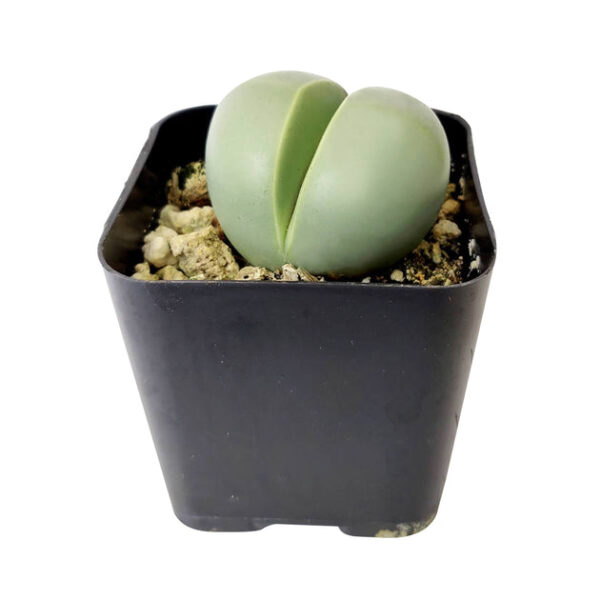 Argyroderma Pearsonii Cactus - Image 2