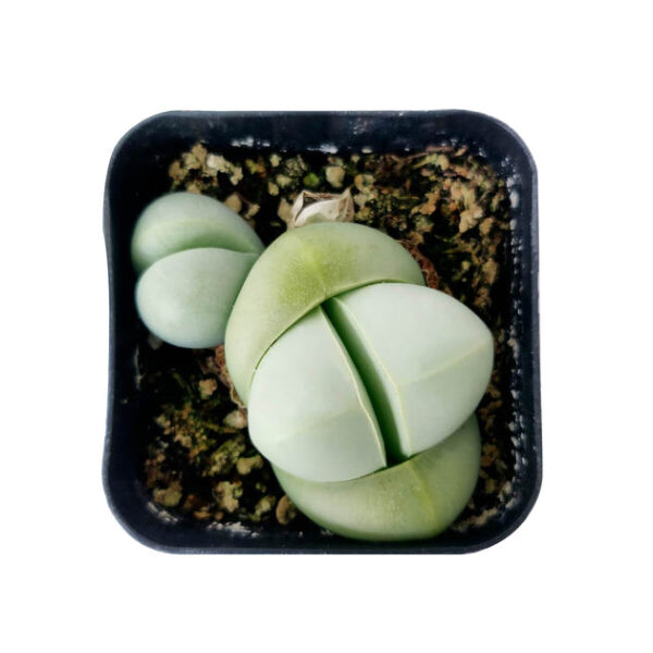 Argyroderma Pearsonii Cactus - Image 6