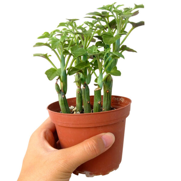 SENECIO Articulatus Candle Plant - Image 5