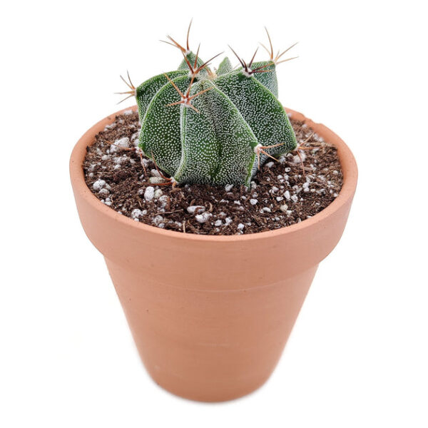 Astrophytum Ornatum Star Cactus - Image 2