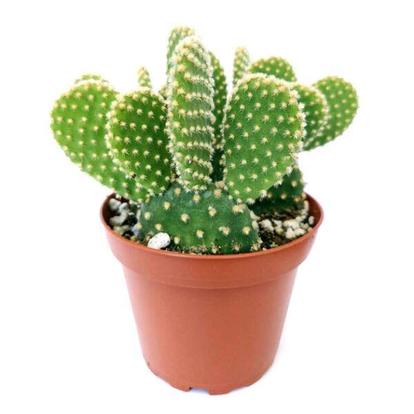 Golden Angel Wing Cactus - Image 6