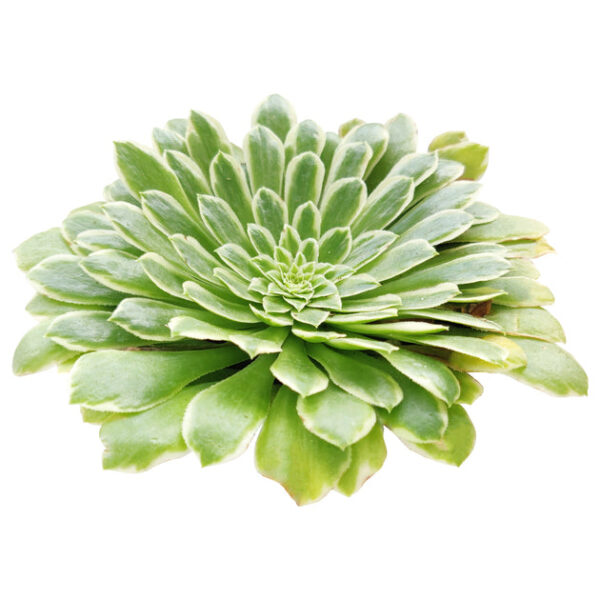 Aeonium Emerald Ice - Image 4
