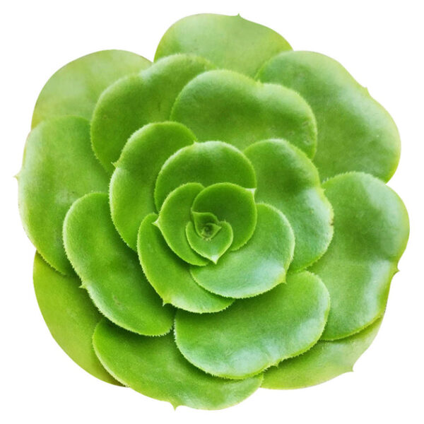 Aeonium Green Platters - Image 2